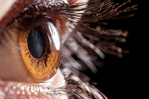 Cornea